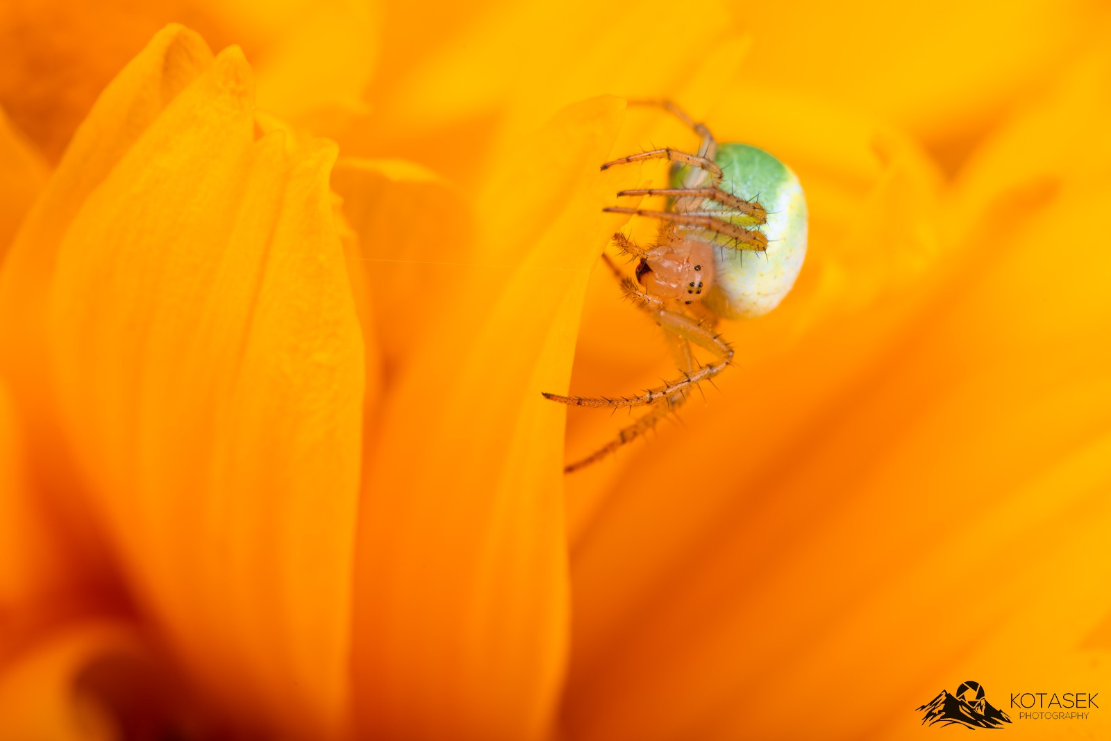 Gerbera