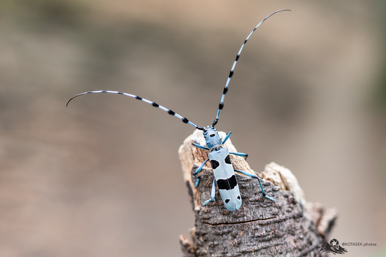 Rosalia alpina