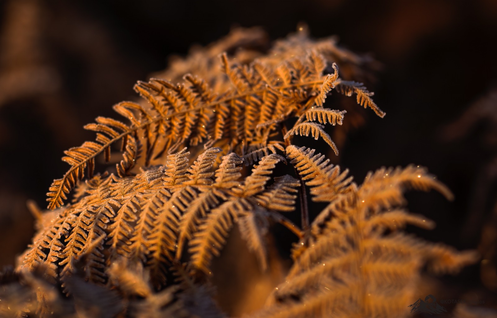 Fern in morning light