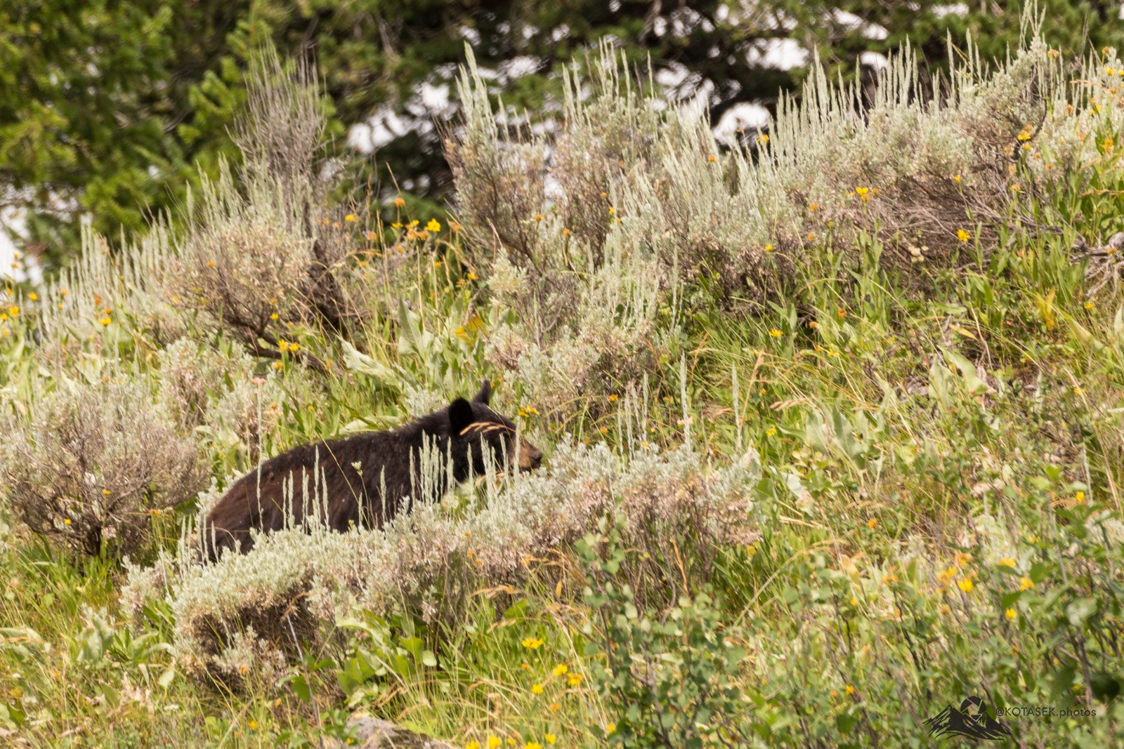 Bear Cub