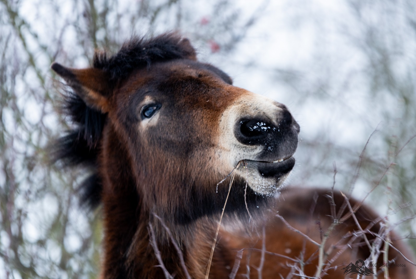 Wild Horses