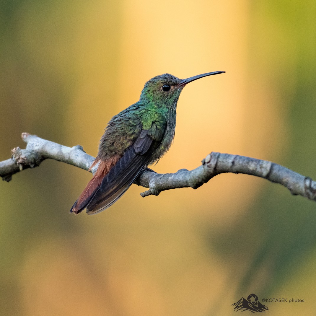 Rufous-tailed Hummingbird