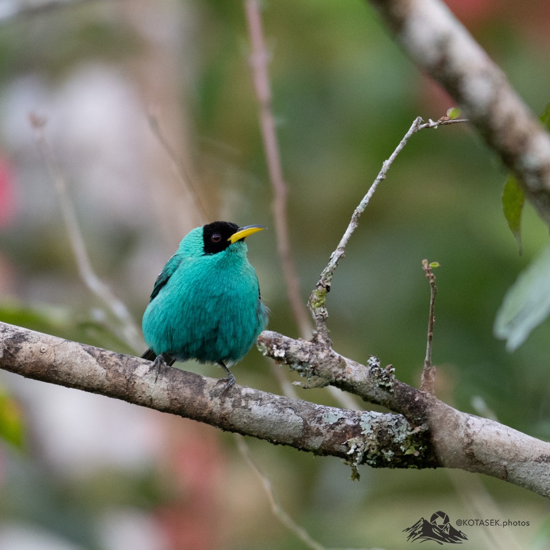 Green Honeycreeper