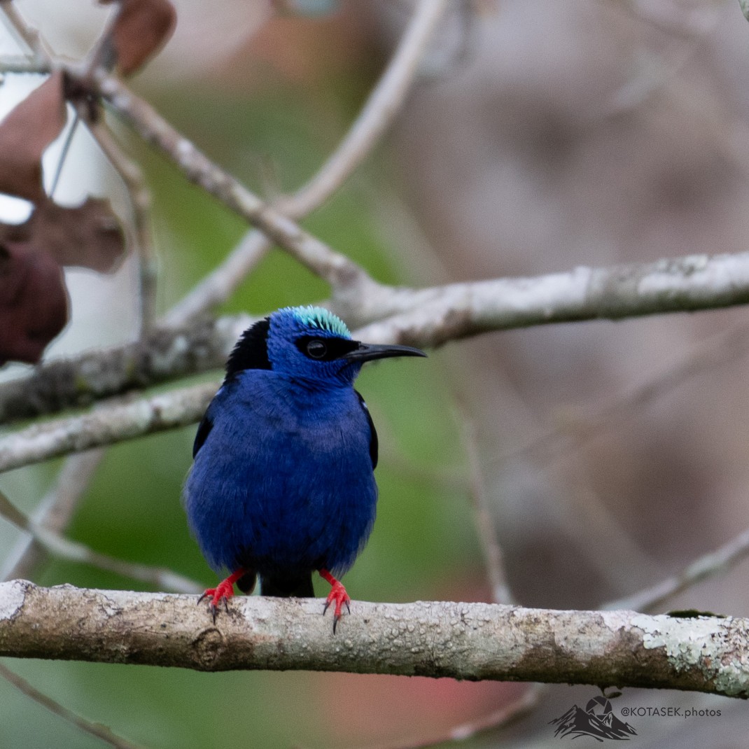 Red-legged Honeycreeper