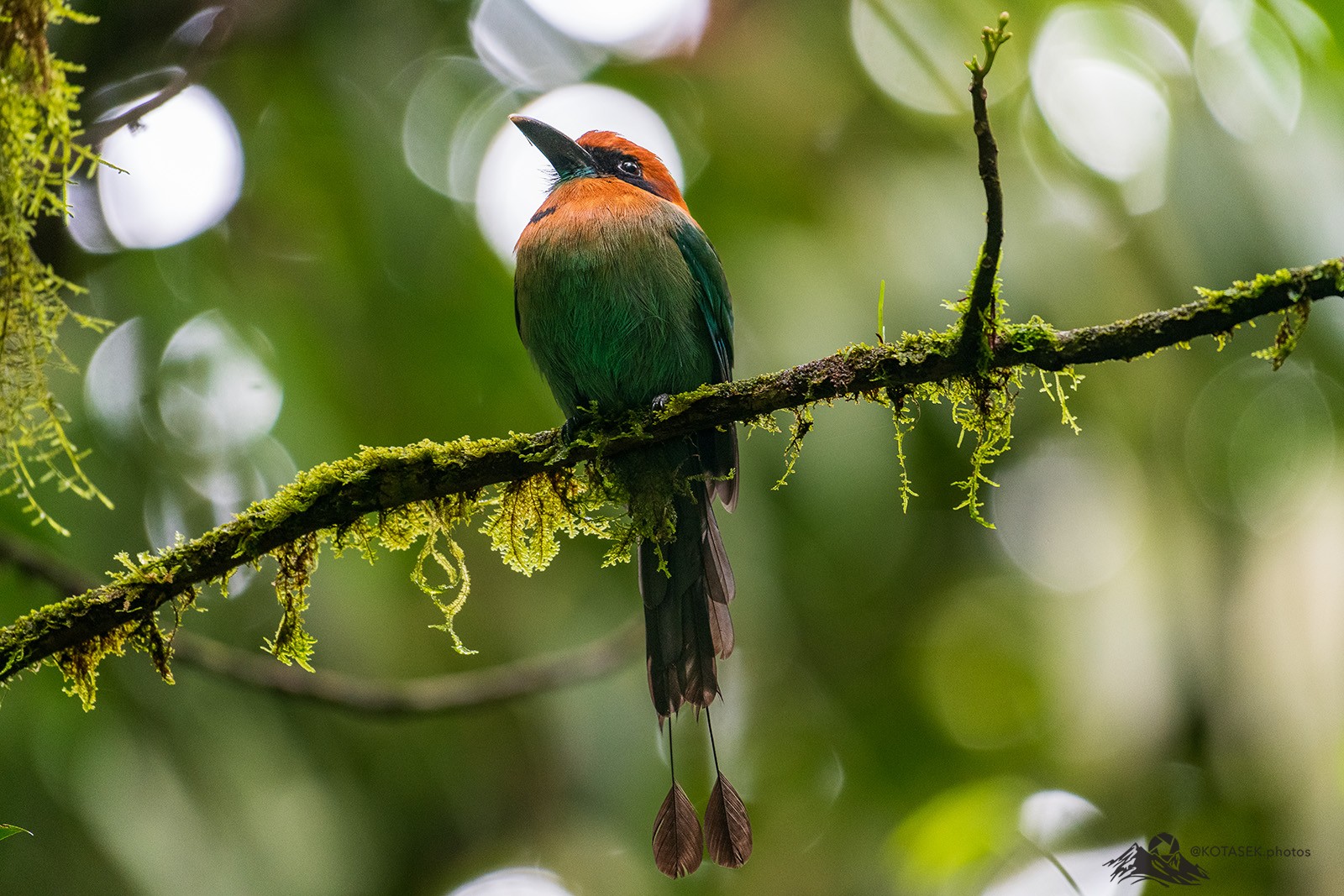 Broad-billed Motmot