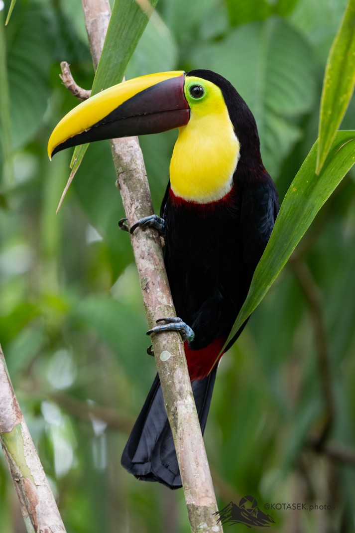 Yellow-throated Toucan