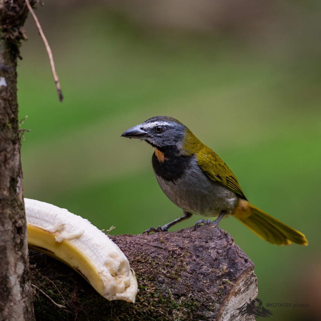 Buff-throated Saltator