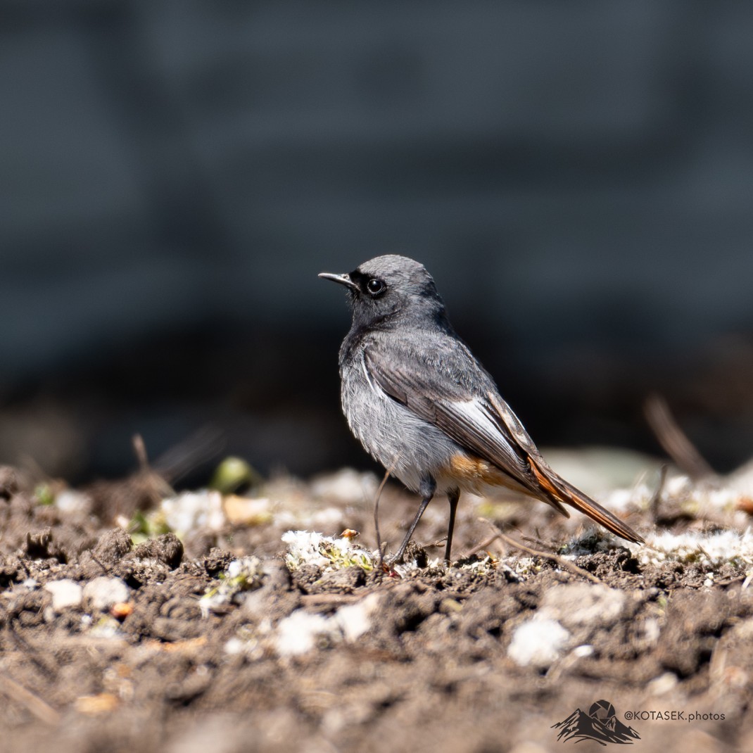 Black Redstart (male)