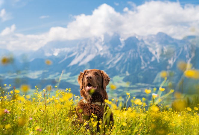 Kira with view on Dachstein mountain.