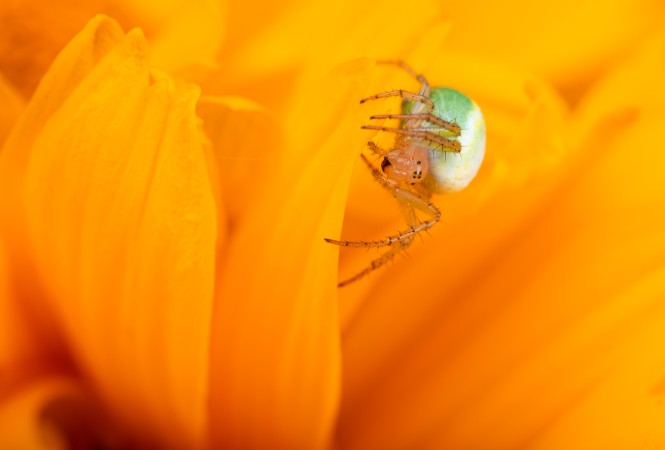 Gerbera