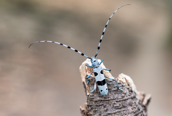 Rosalia alpina