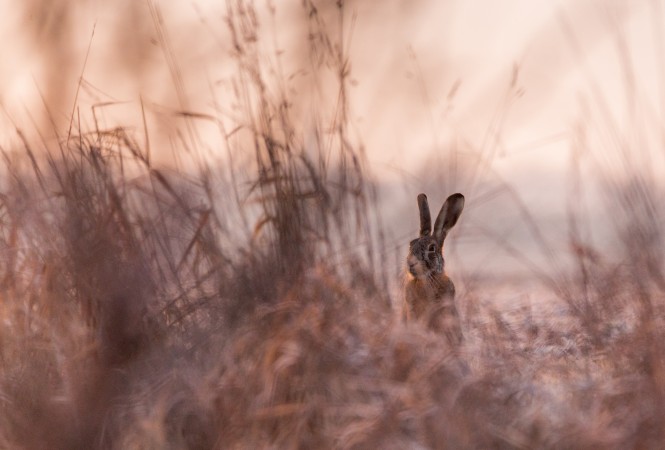 Jackrabbit at the morning