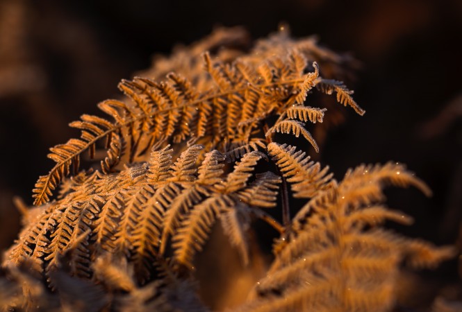 Fern in morning light