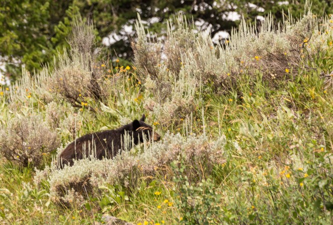 Bear Cub