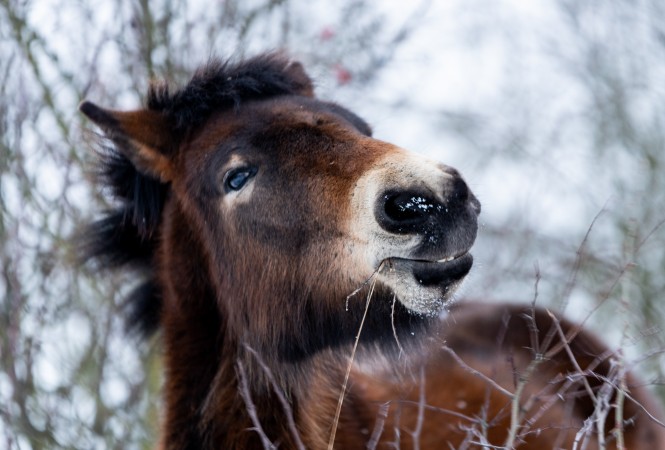 Wild Horses