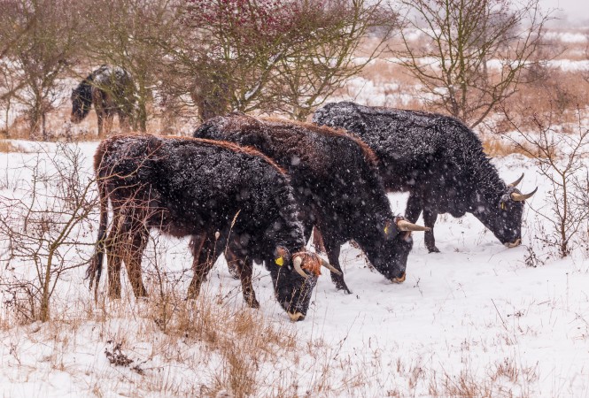 Wild cows