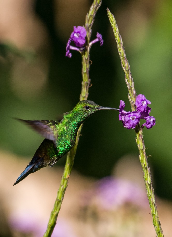 Blue-vented Hummingbird