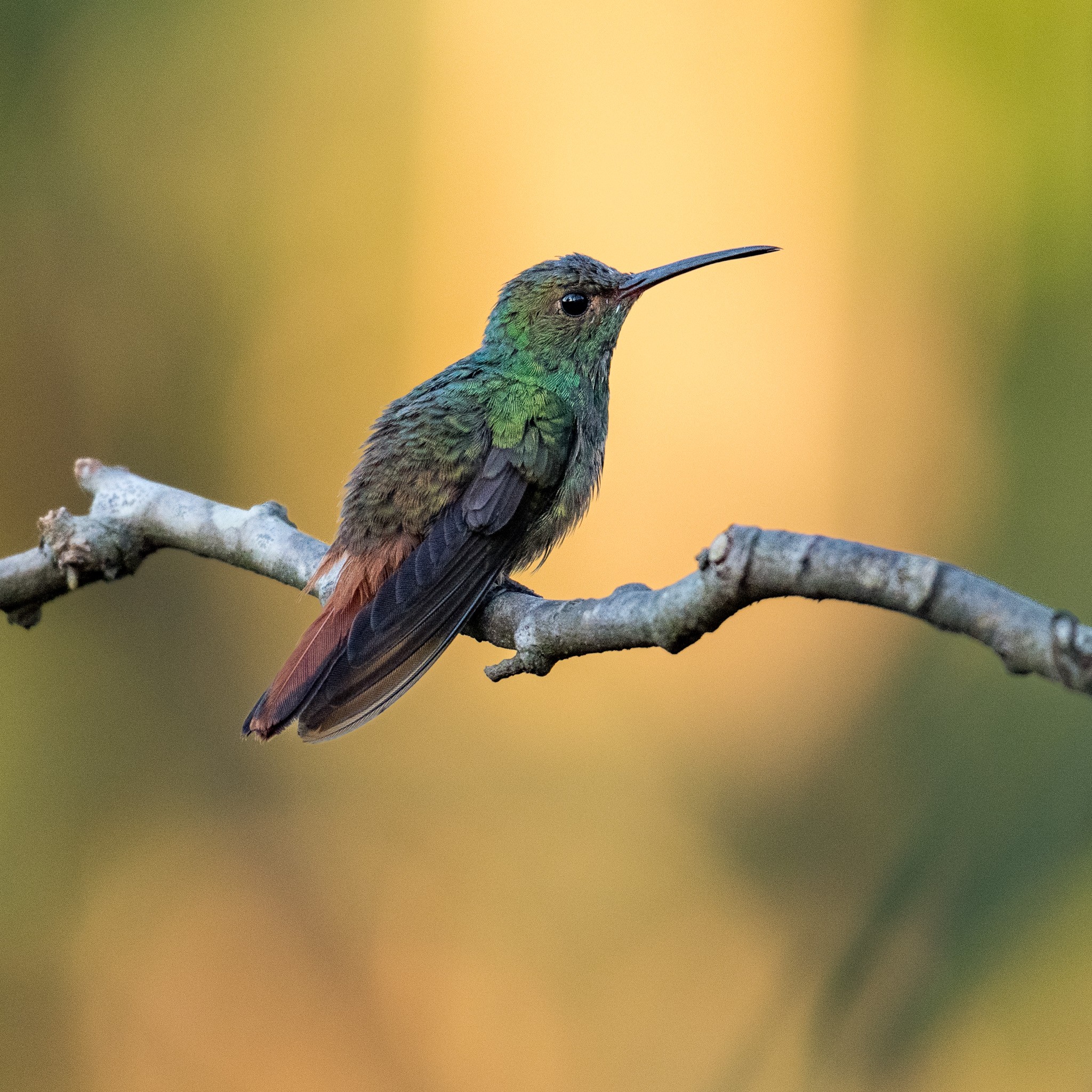 Rufous-tailed Hummingbird