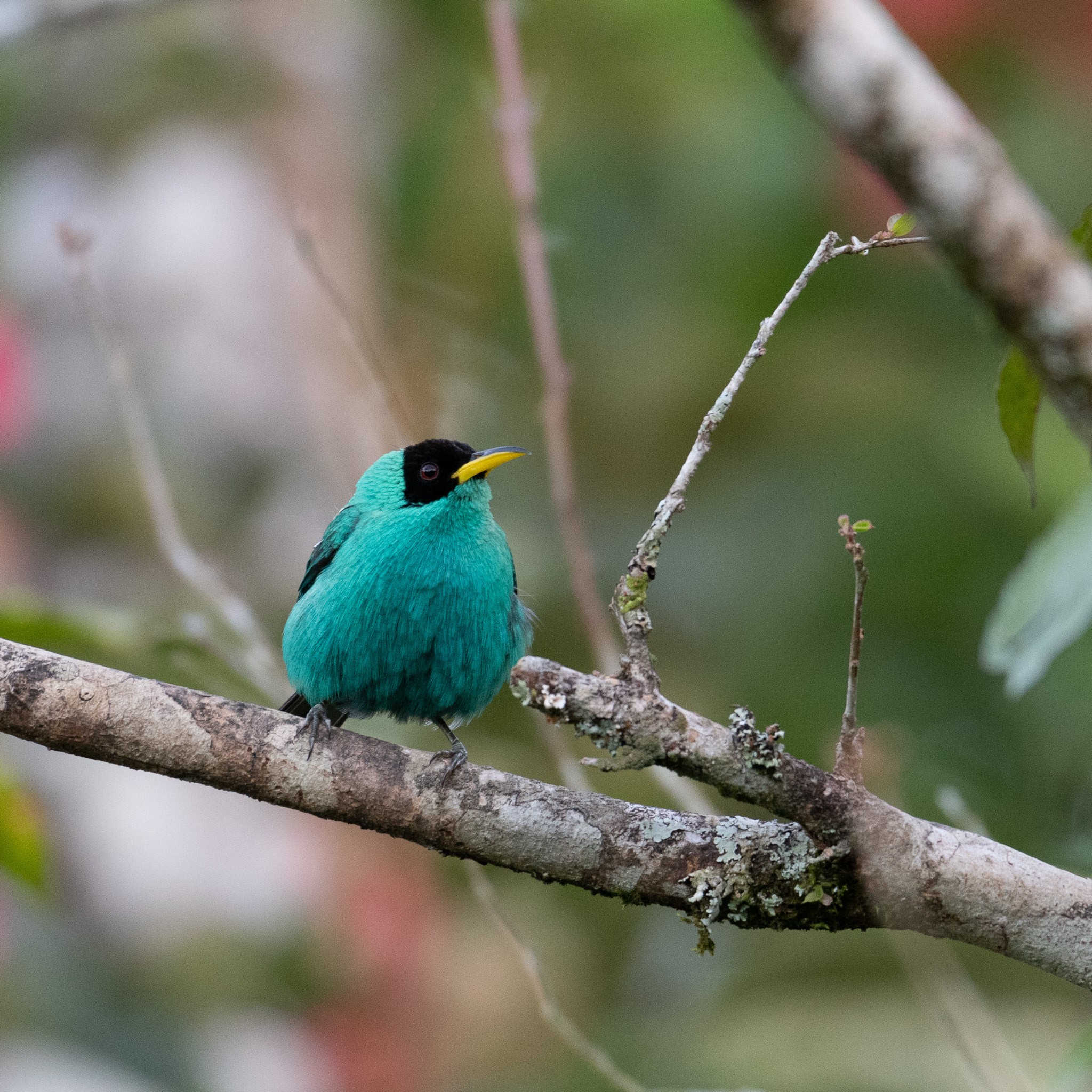 Green Honeycreeper