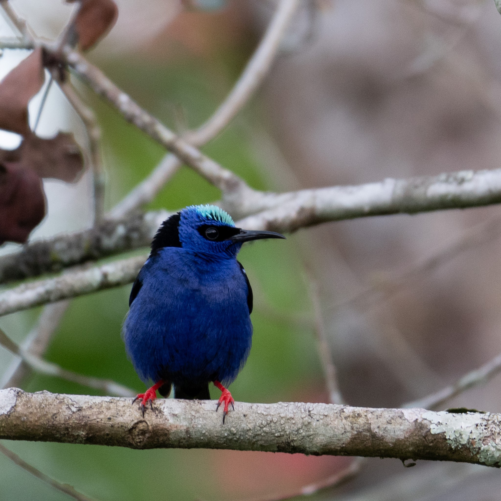 Red-legged Honeycreeper