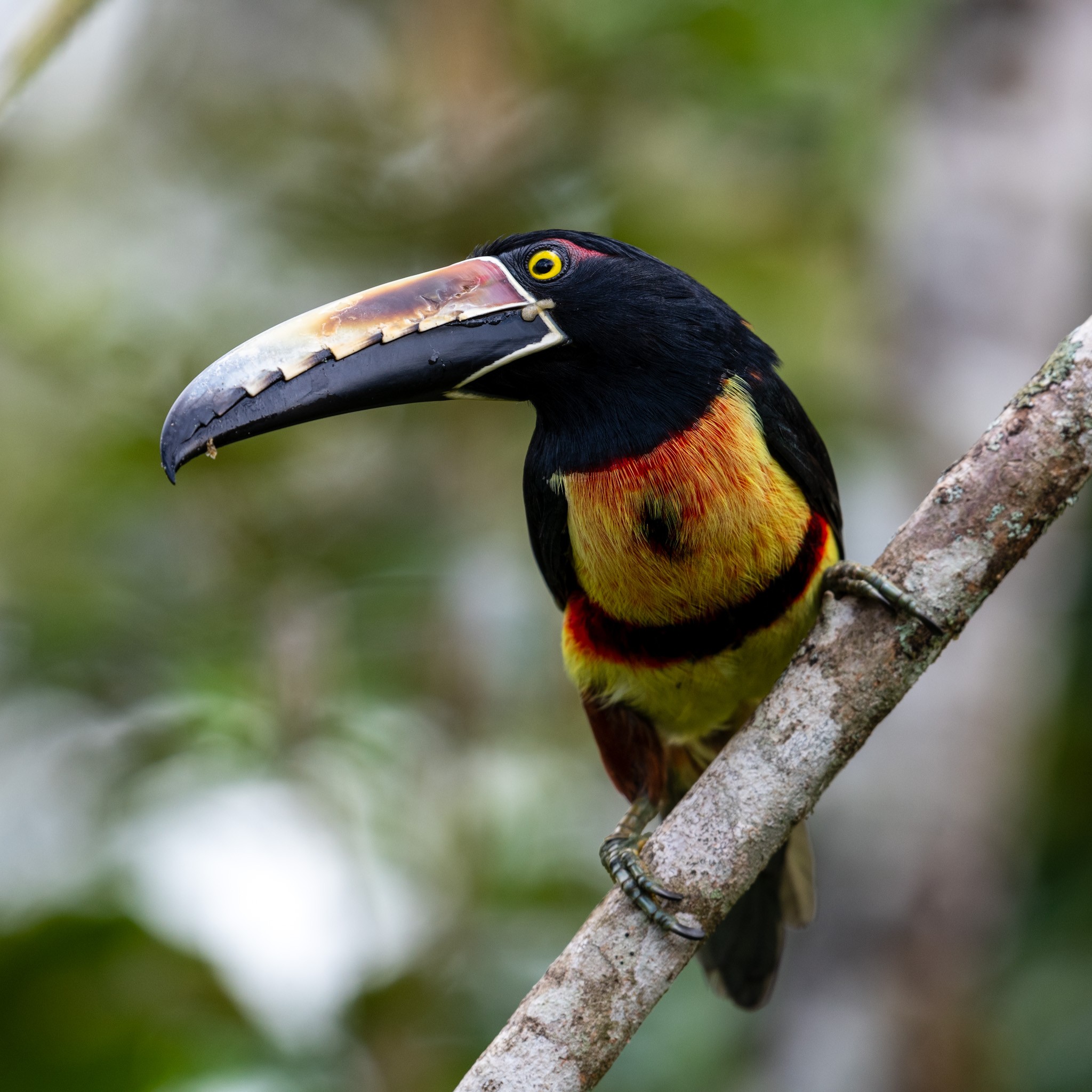 Collared Araçari