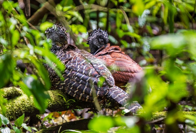 Great Curassow