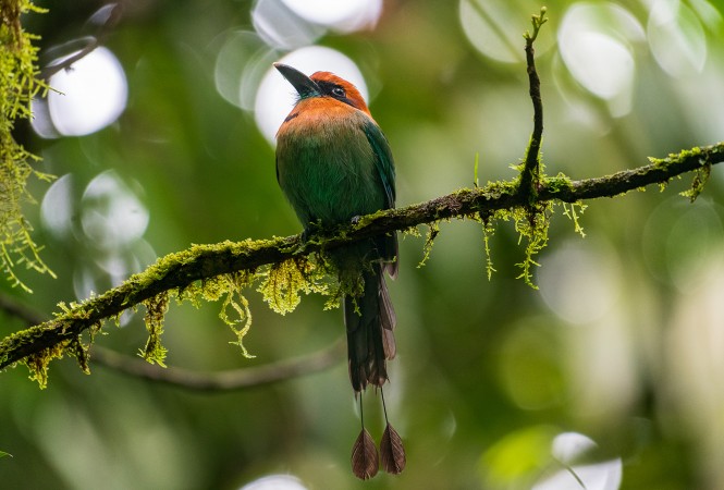 Broad-billed Motmot