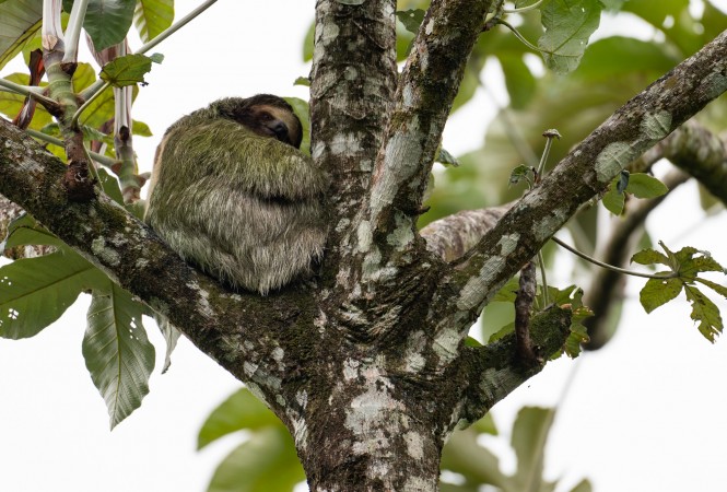 Three-toed Sloth