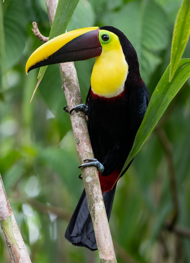 Yellow-throated Toucan