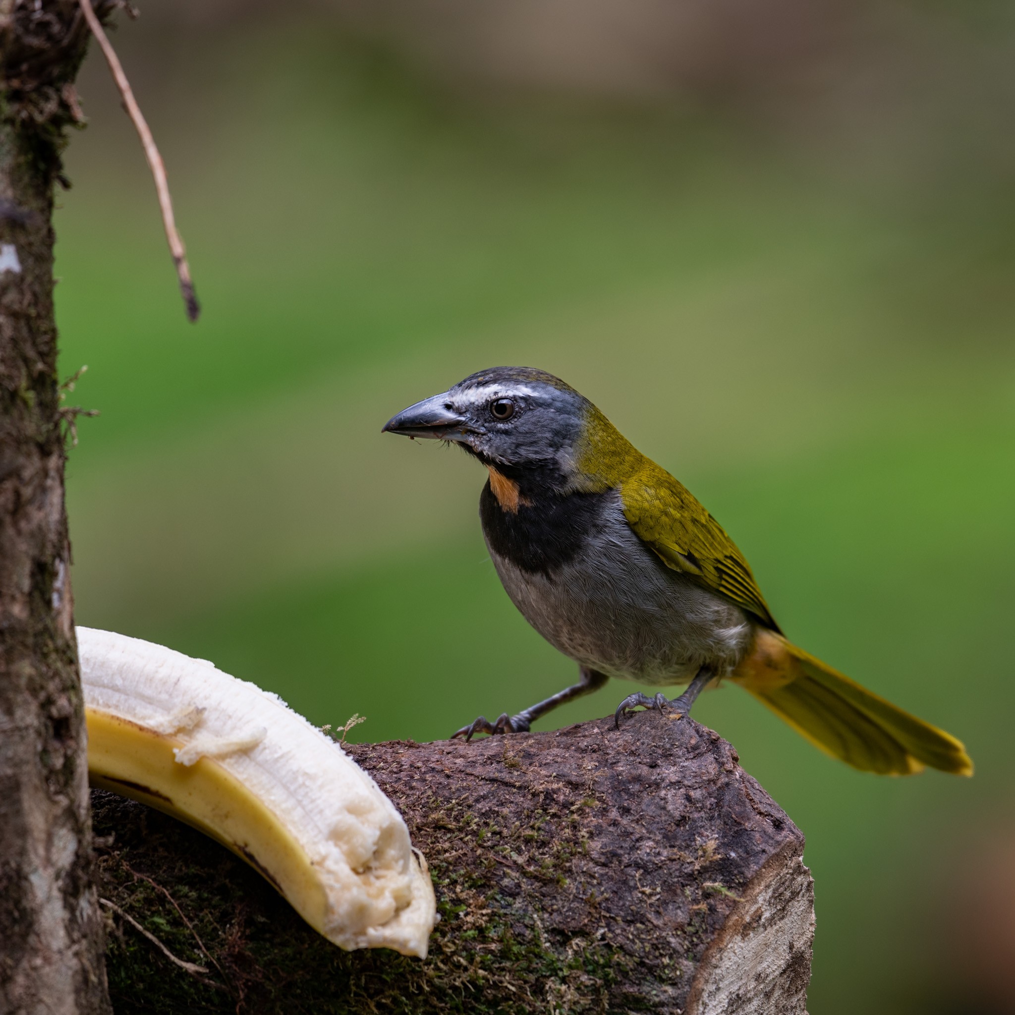 Buff-throated Saltator