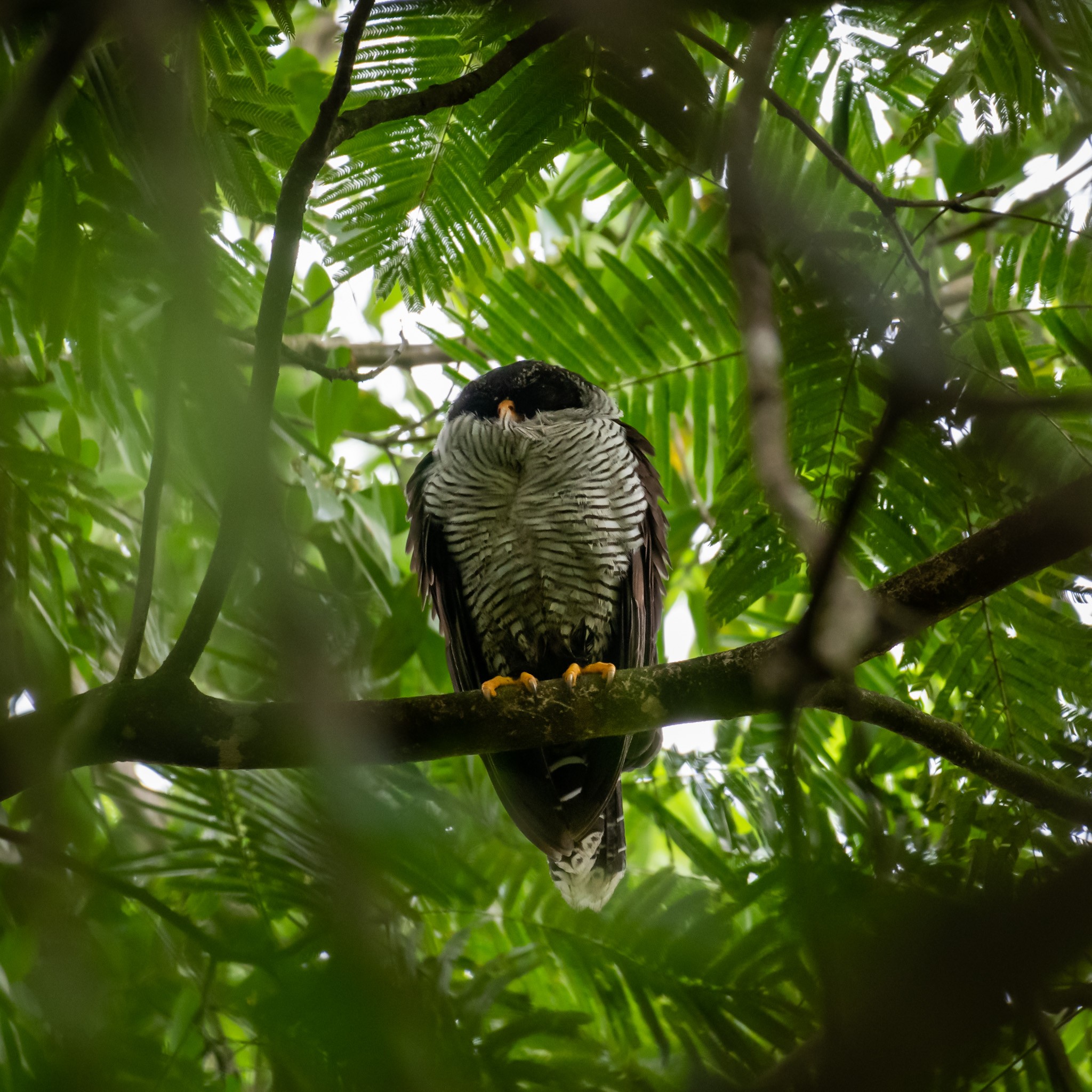 Black-and-white Owl