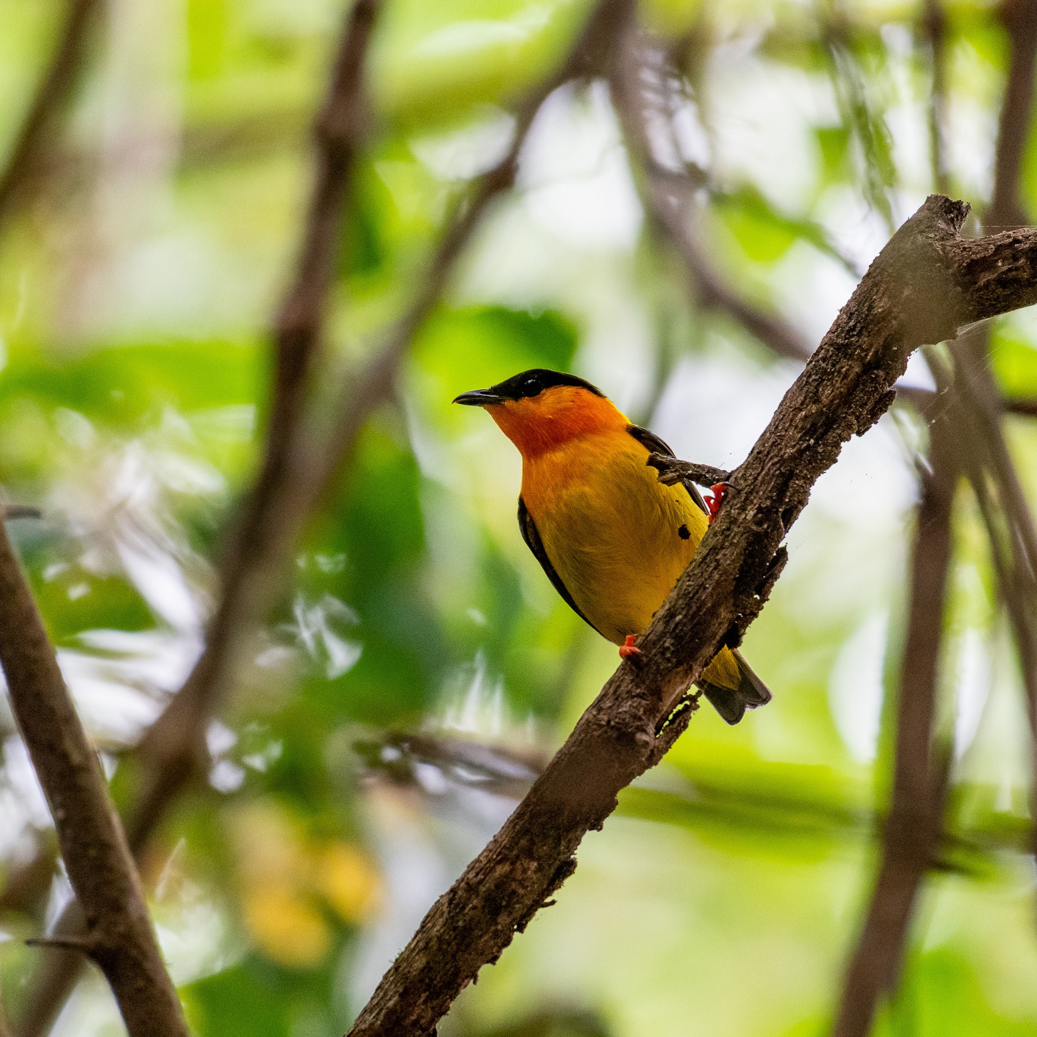 Orange-collored Manakin