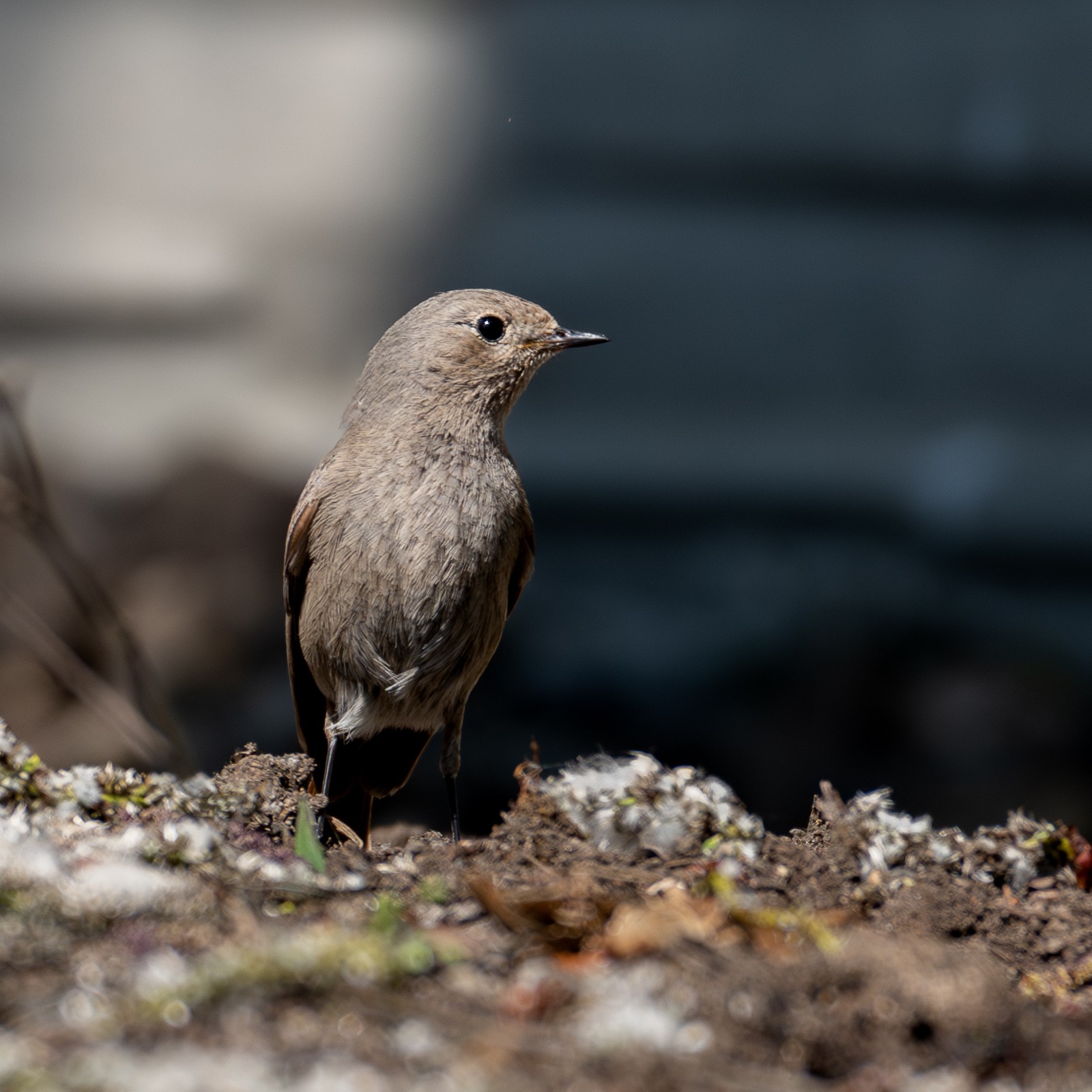 Black Redstart (female)